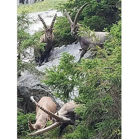 Edelweiss Lägenhet *